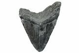 Bargain, Fossil Megalodon Tooth - South Carolina #289366-1